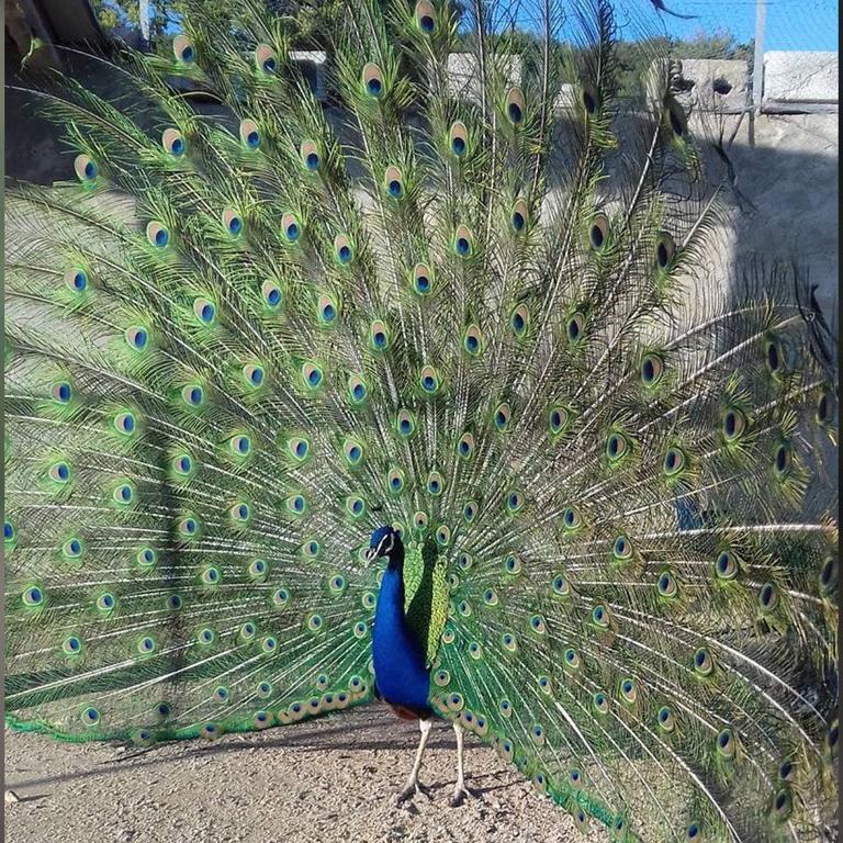 Agriturismo Su Barraccu Loceri Εξωτερικό φωτογραφία